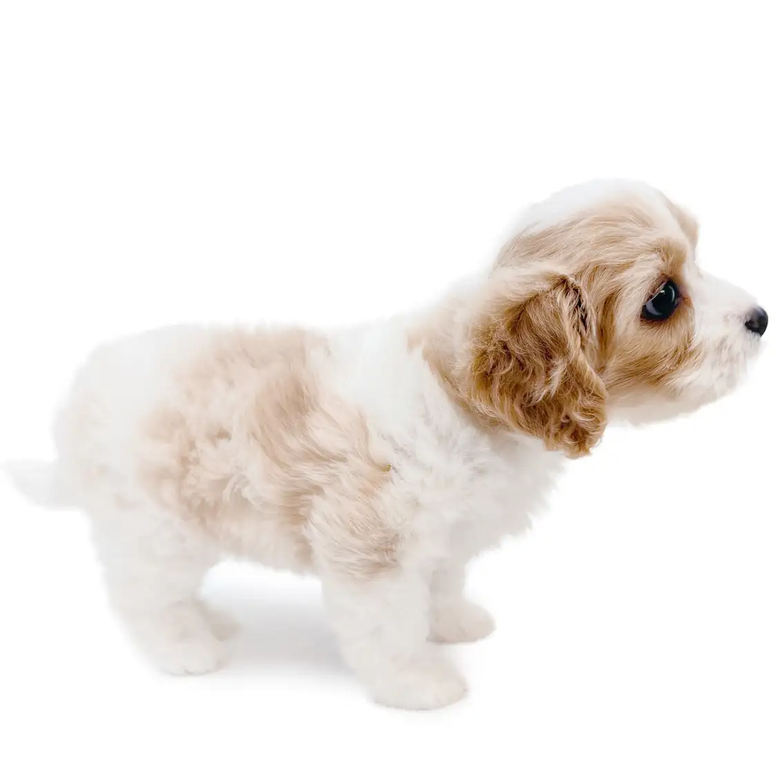 MIX（キャバリアキングチャールズスパニエル×ビションフリーゼ）