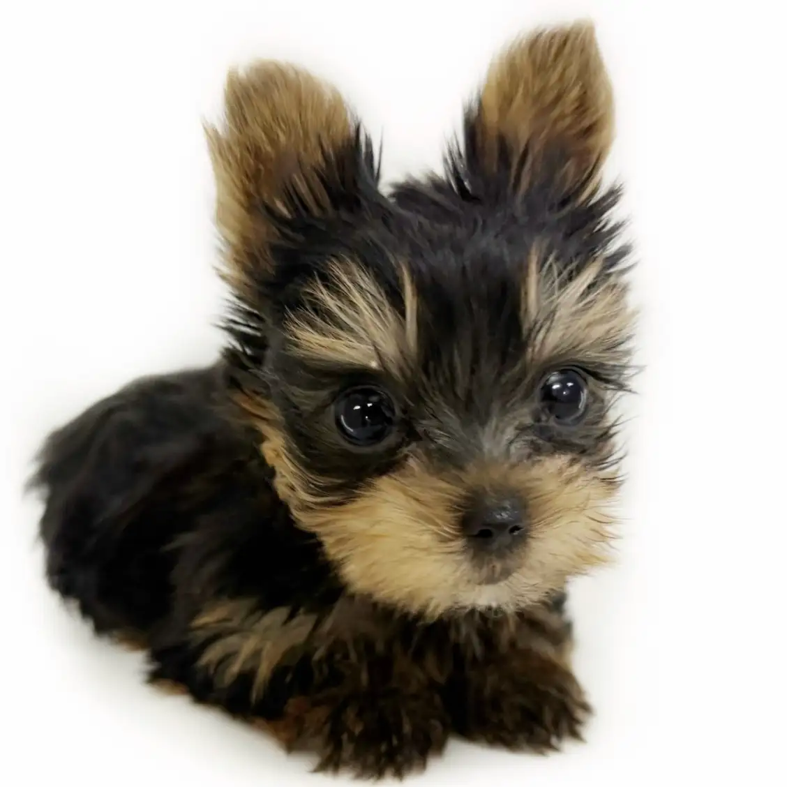 ヨークシャーテリア