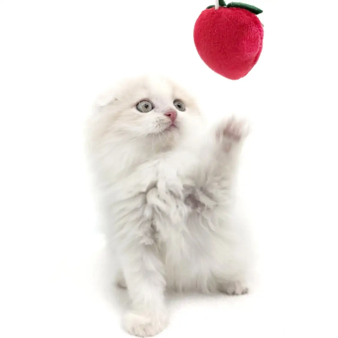 スコティッシュフォールド