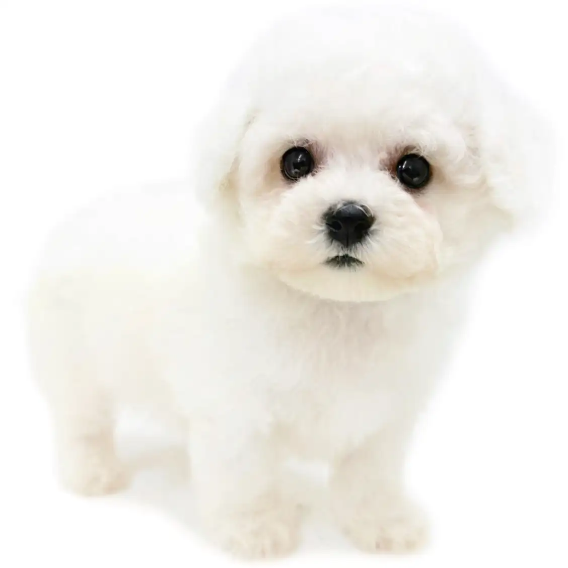 ビションフリーゼ