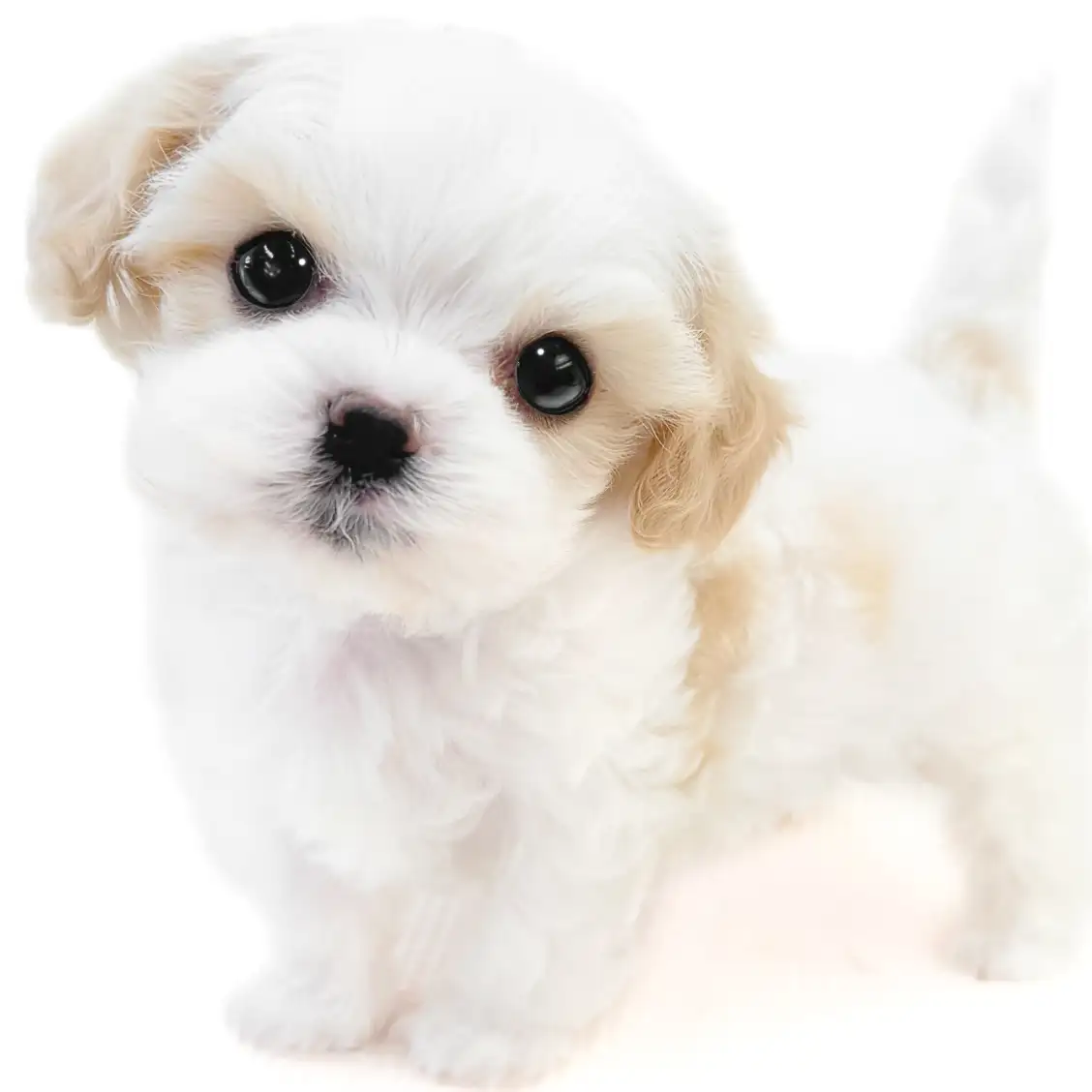 MIX(キャバリアキングチャールズスパニエル×マルチーズ)