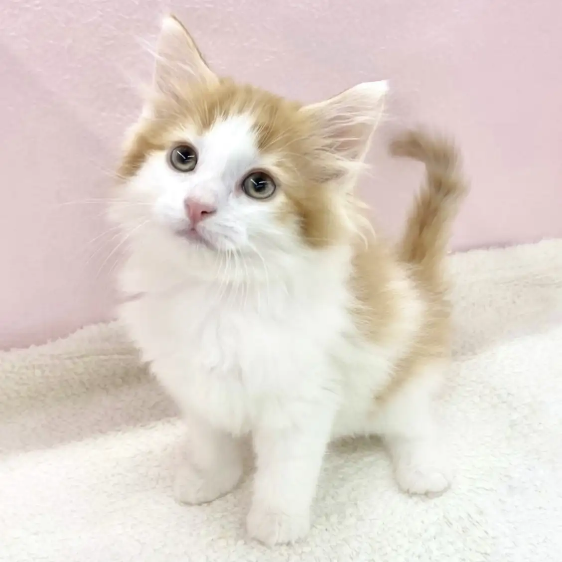 ノルウェージャンフォレストキャット
