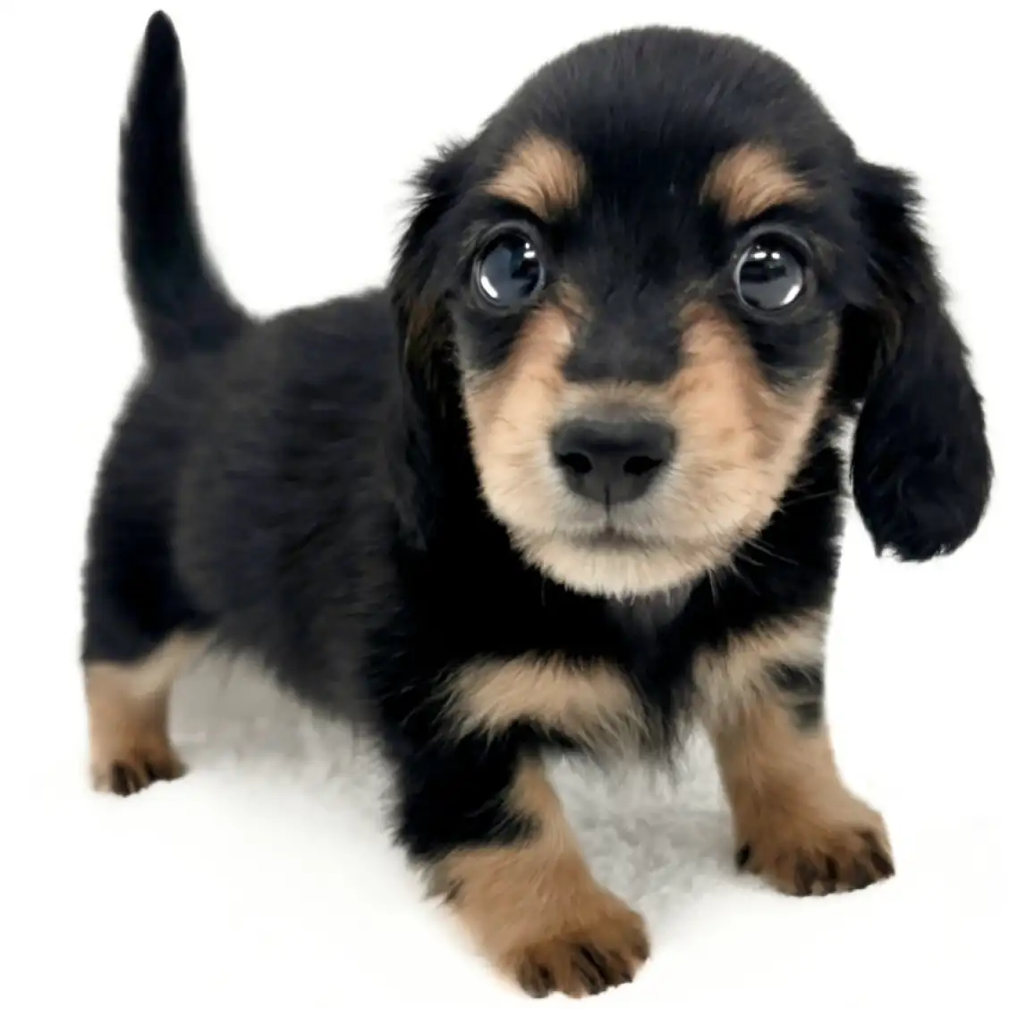 カニンヘン・ダックスフント