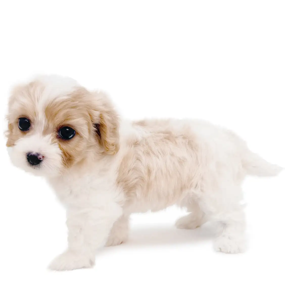 MIX（キャバリアキングチャールズスパニエル×ビションフリーゼ）