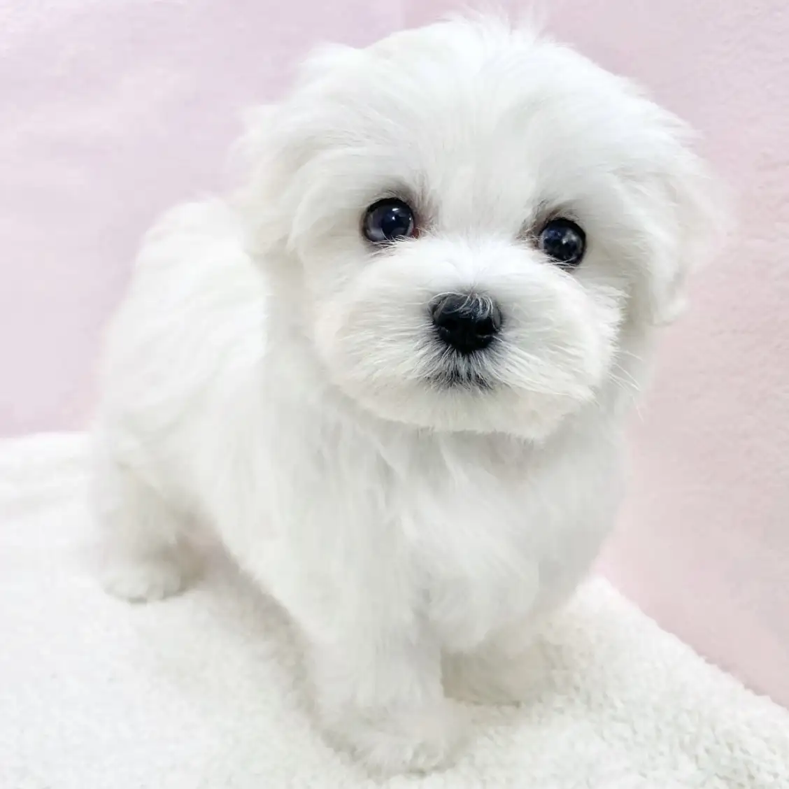 MIX（キャバリアキングチャールズスパニエル×ビションフリーゼ）