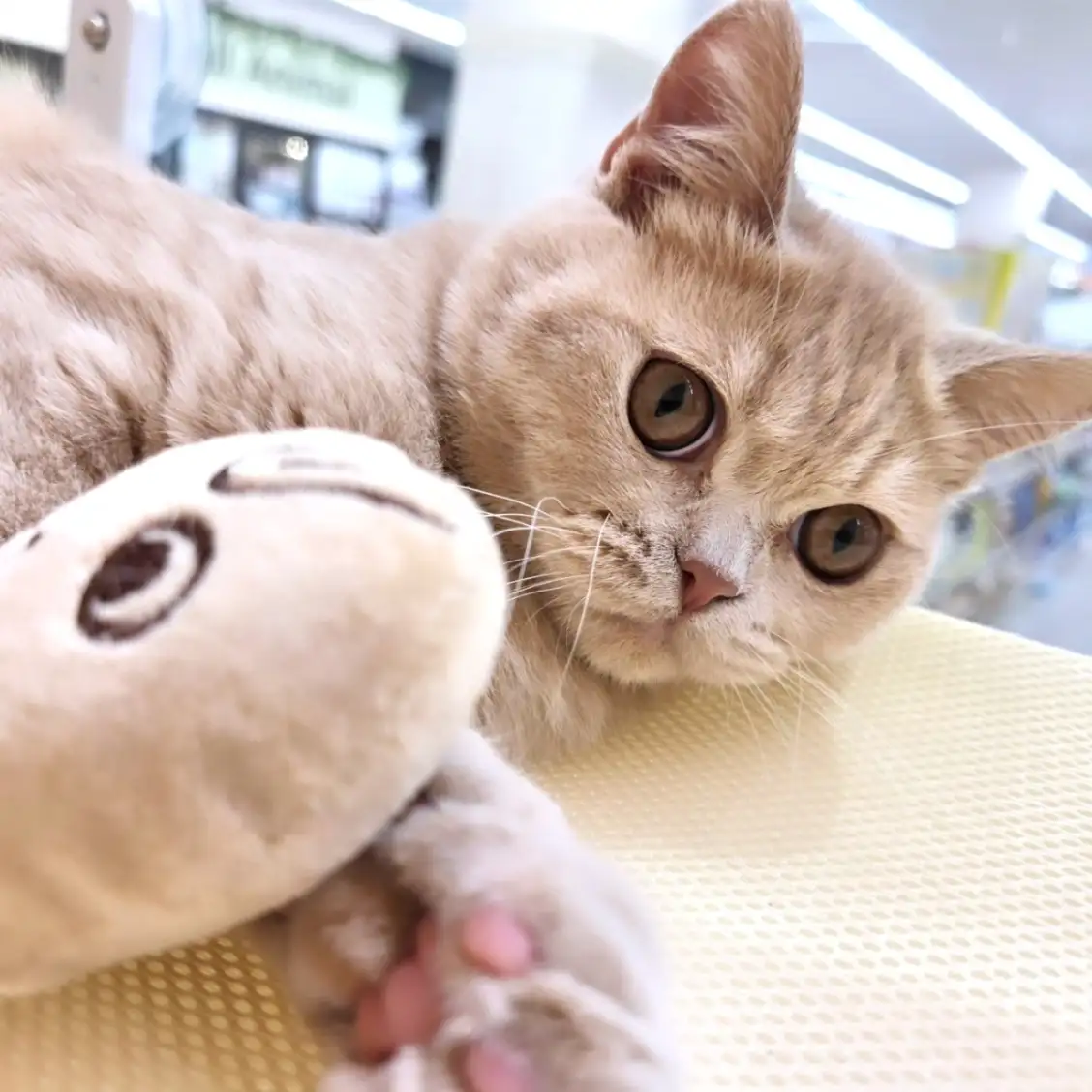 ブリティッシュショートヘア