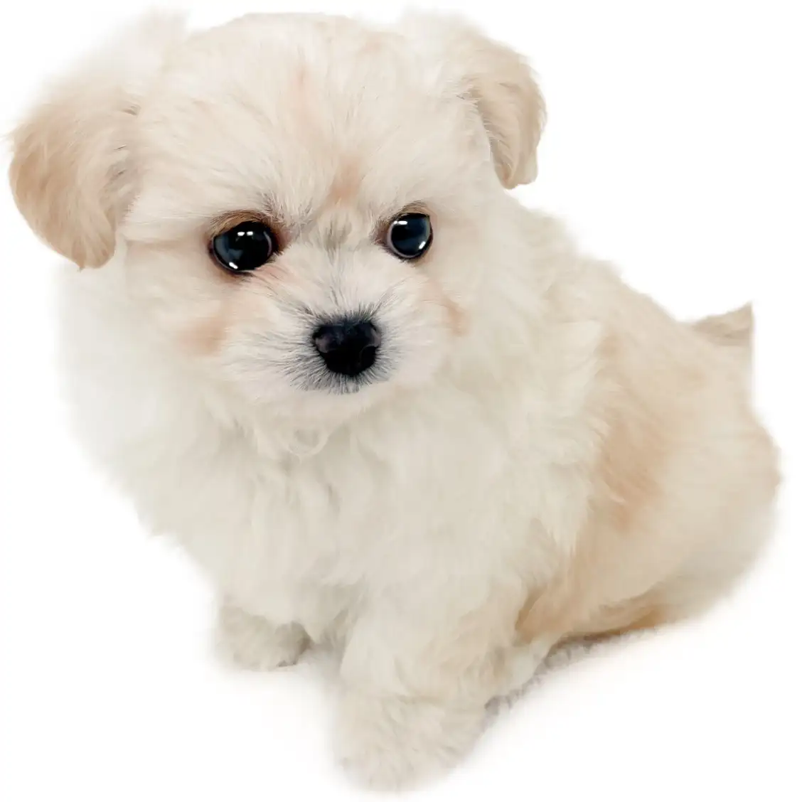 MIX（チワワ×ビションフリーゼ）