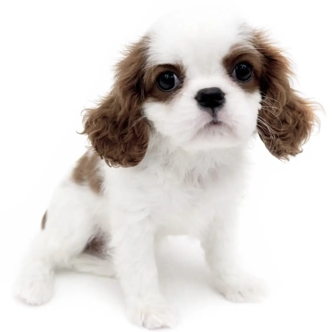 キャバリア・キングチャールズ・スパニエル