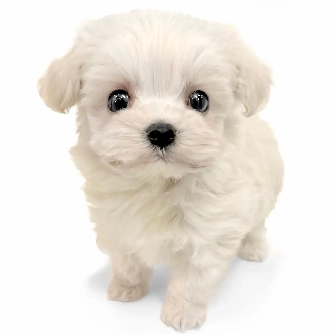 MIX（マルチーズ×トイプードル）