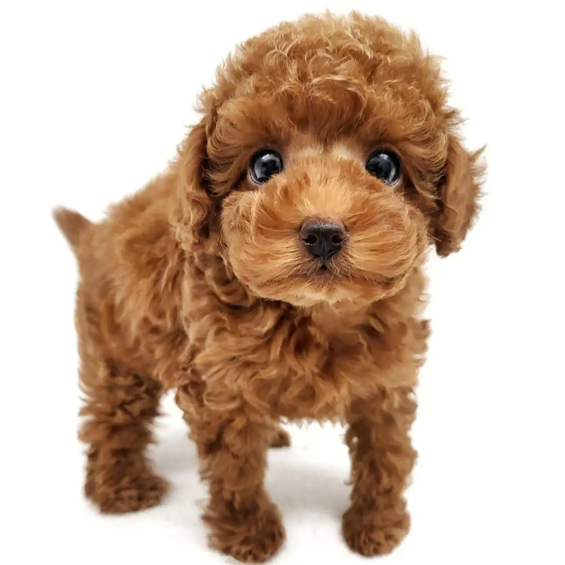 トイ・プードル