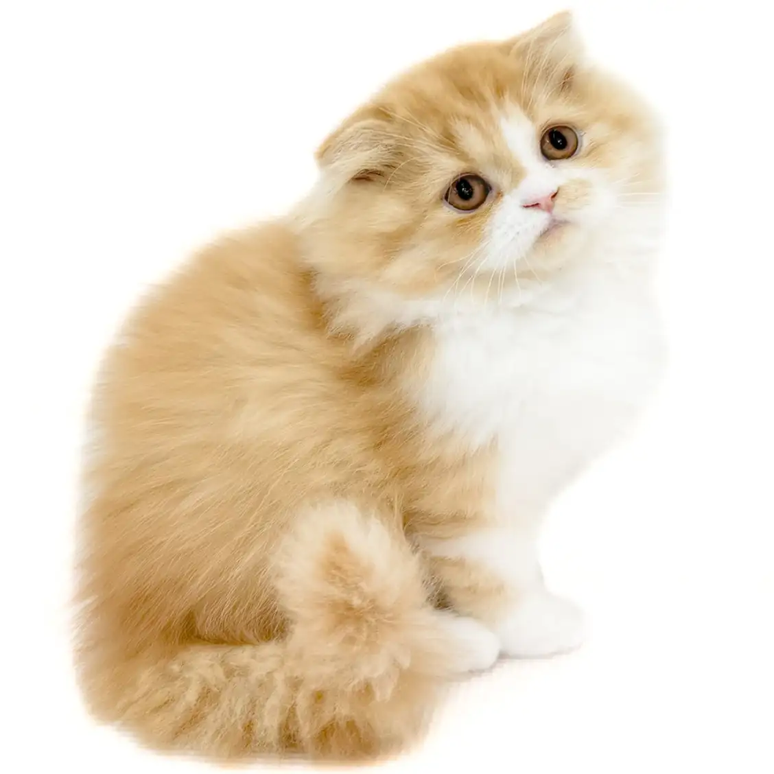 フォールデックス