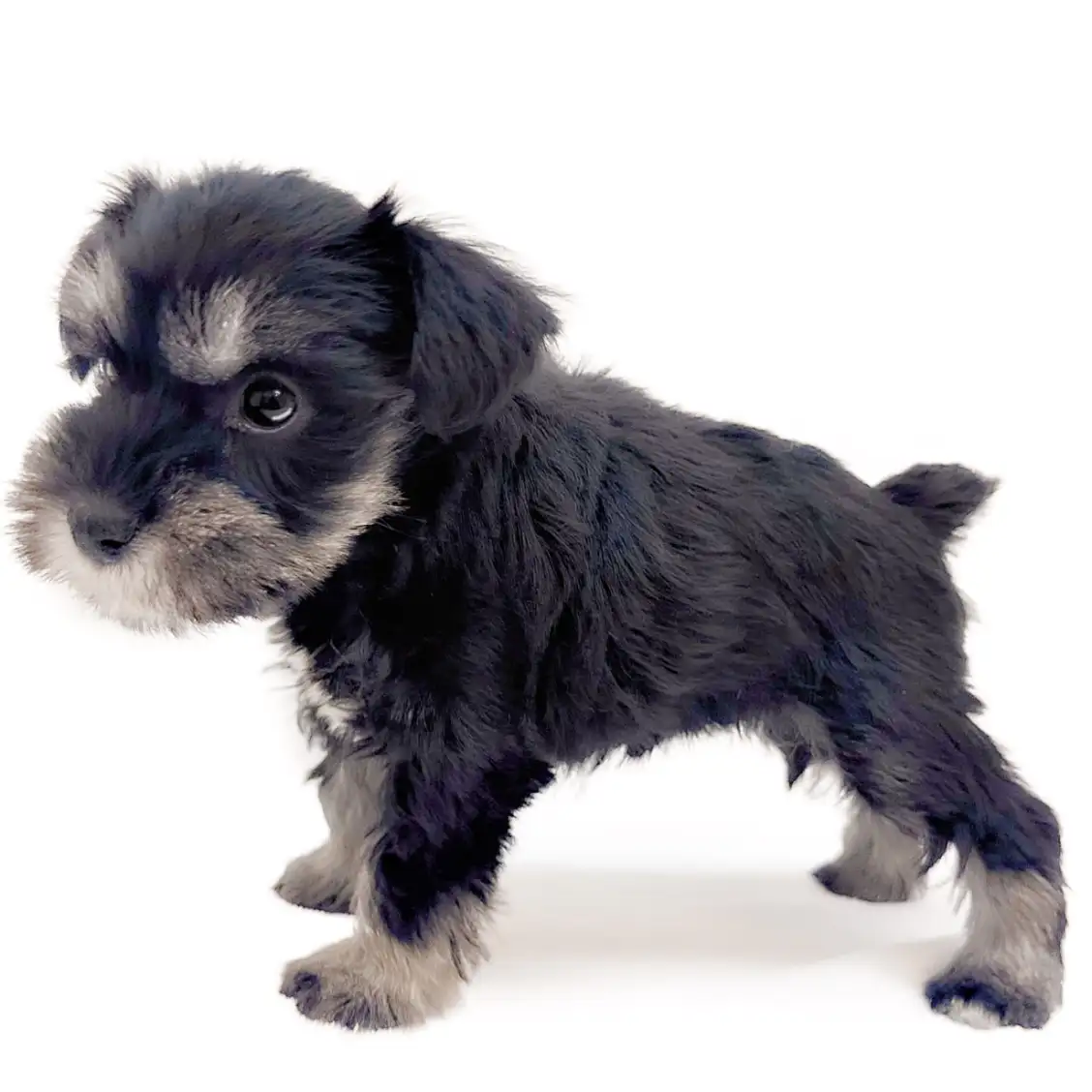 ミニチュア・シュナウザー