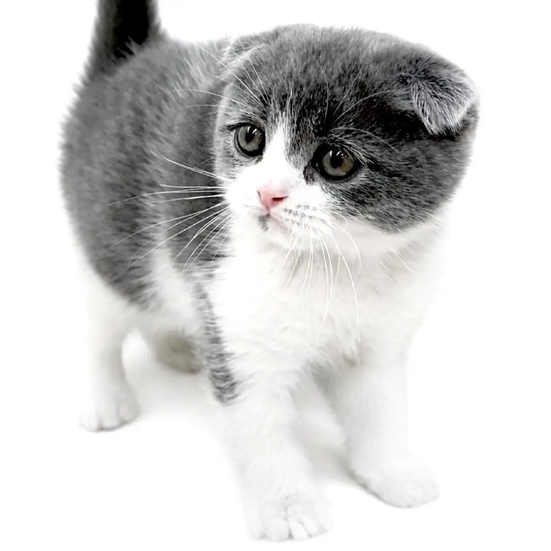 スコティッシュフォールド