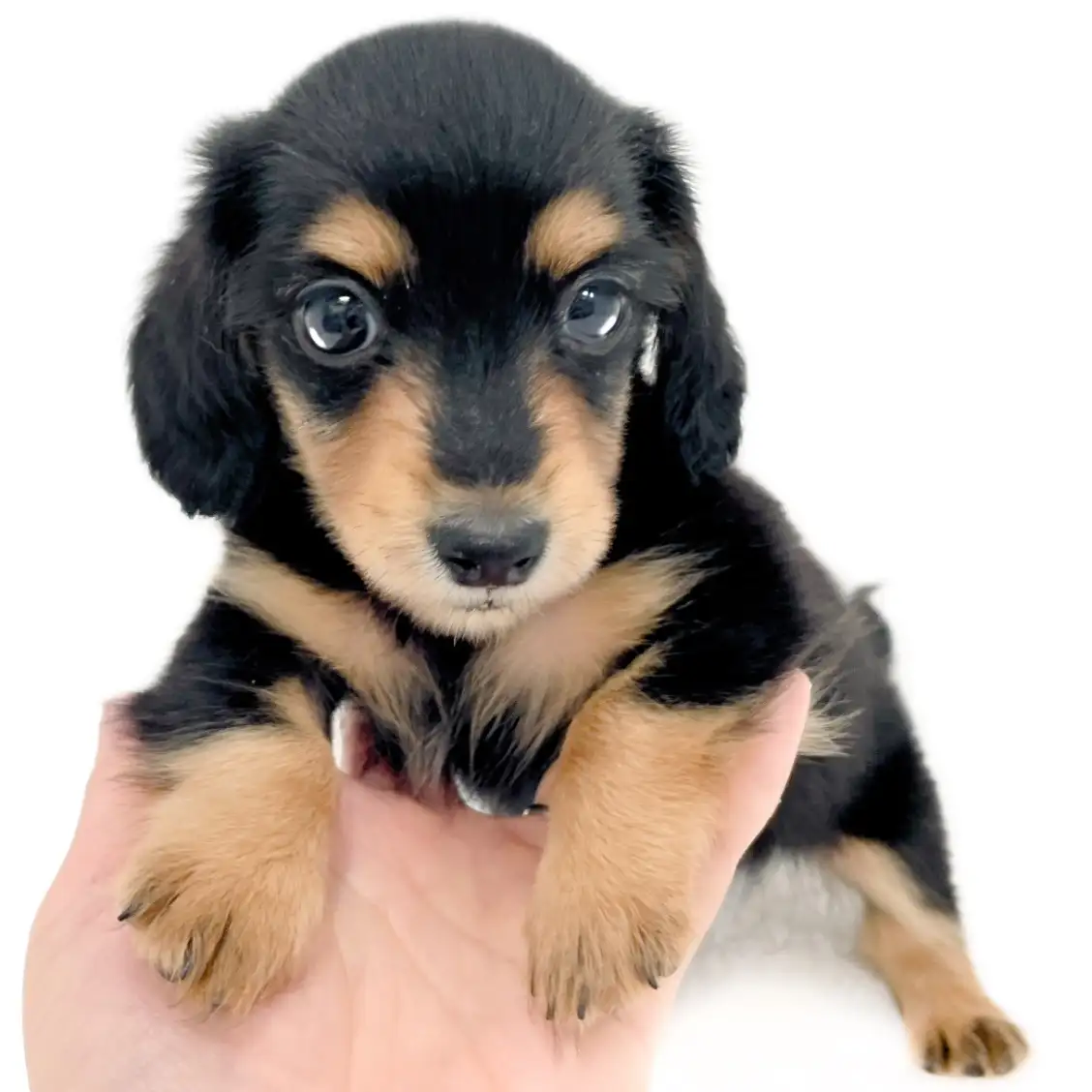 カニンヘン・ダックスフント