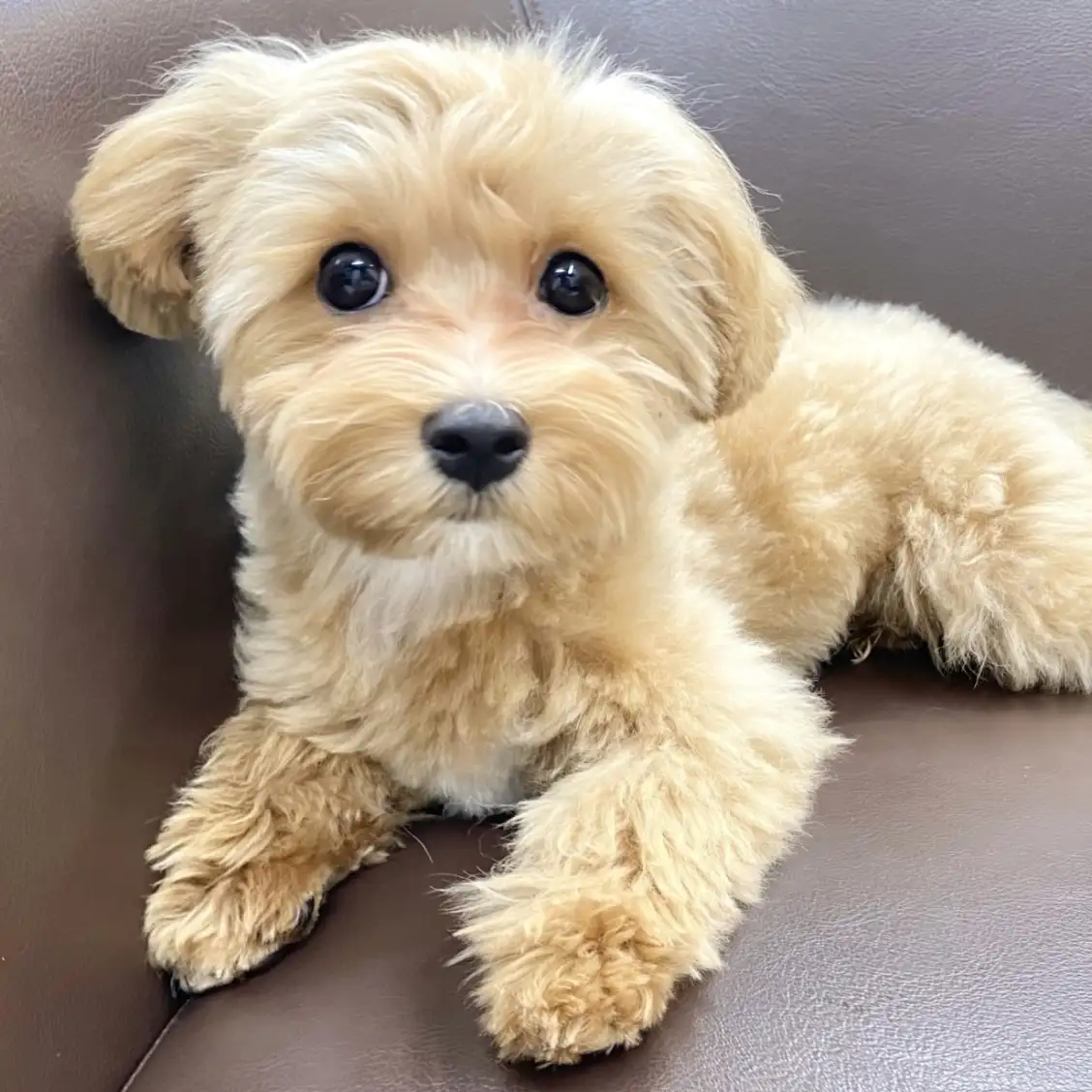 MIX（トイプードル×マルチーズ）