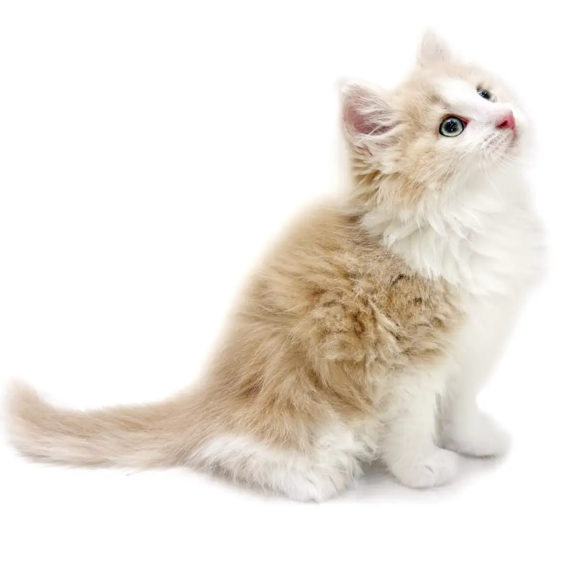 ノルウェージャンフォレストキャット