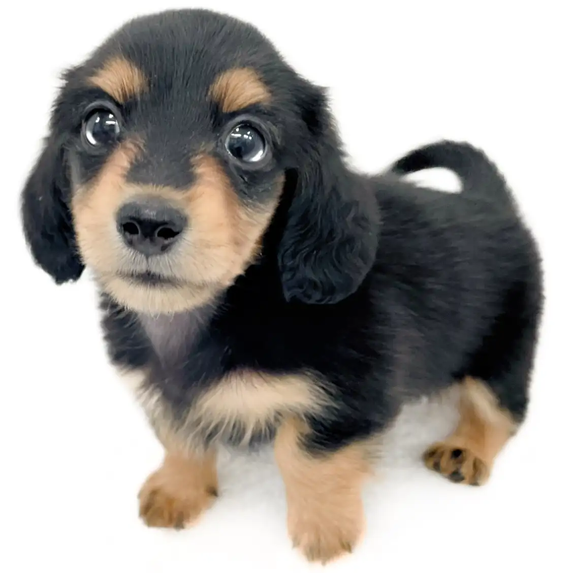 カニンヘン・ダックスフント