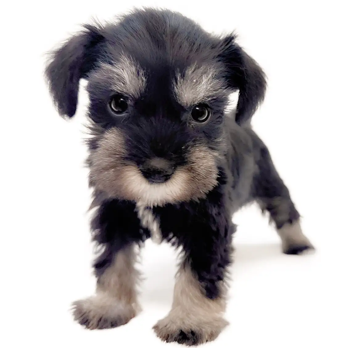 ミニチュア・シュナウザー