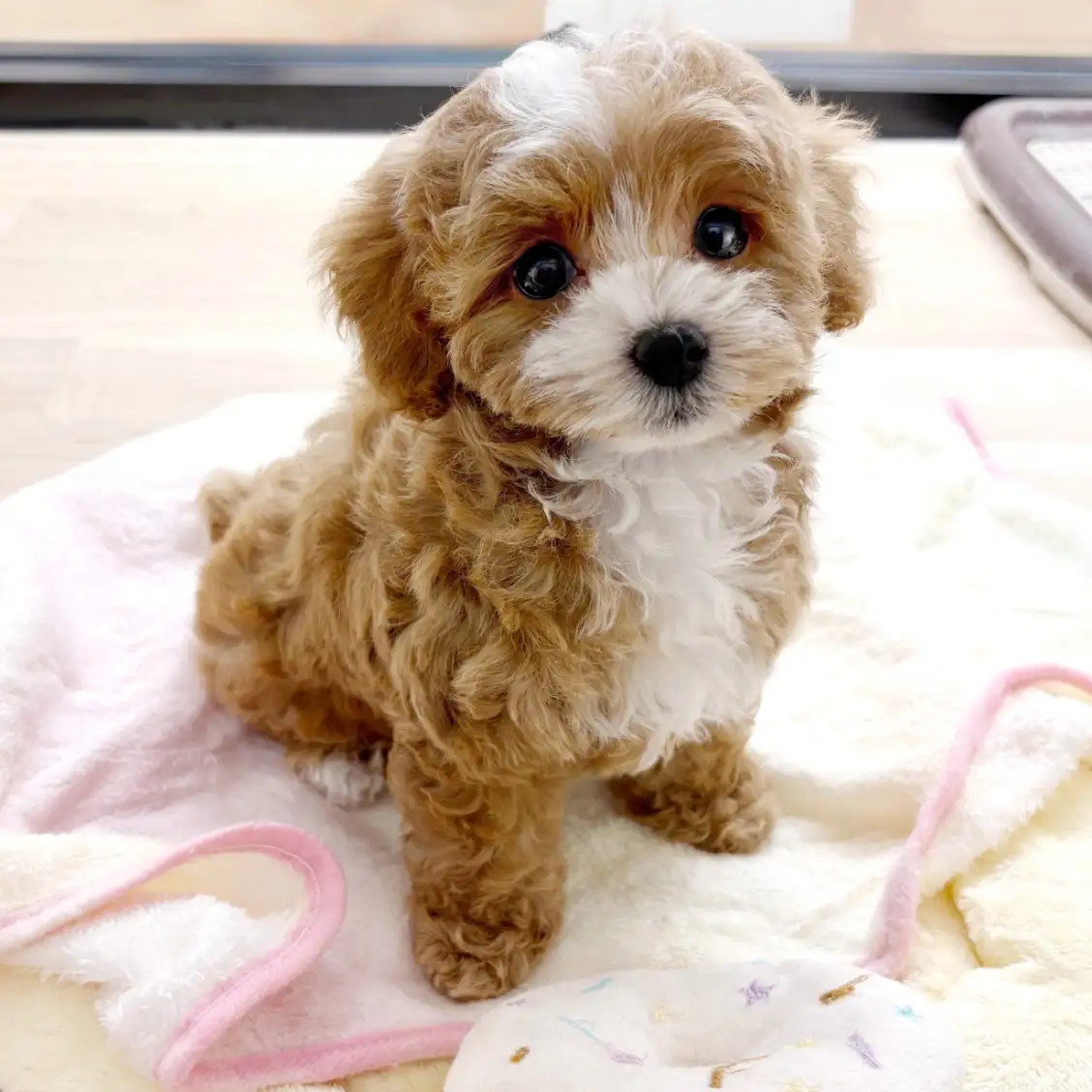 MIX（トイプードル×マルチーズ）