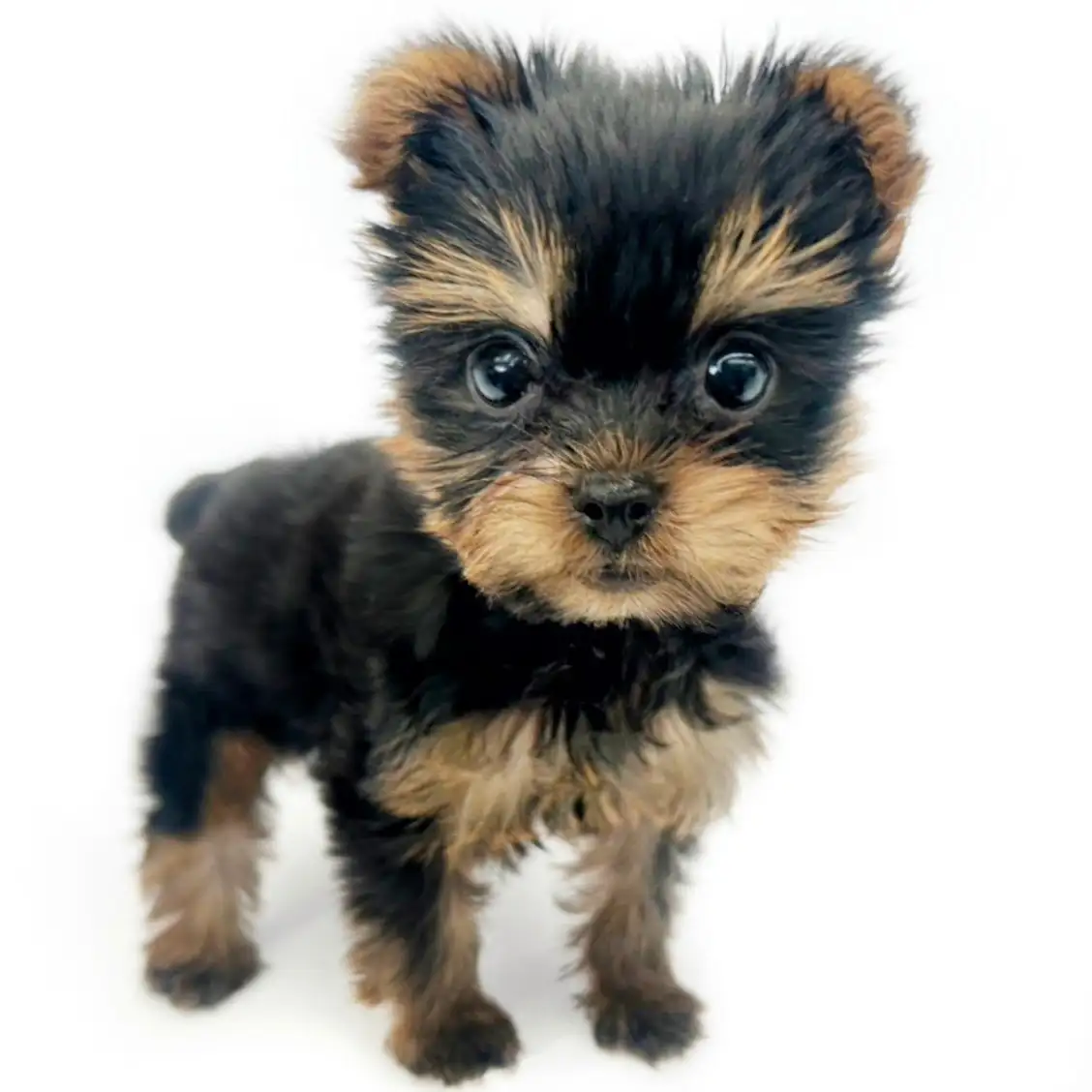 ヨークシャーテリア