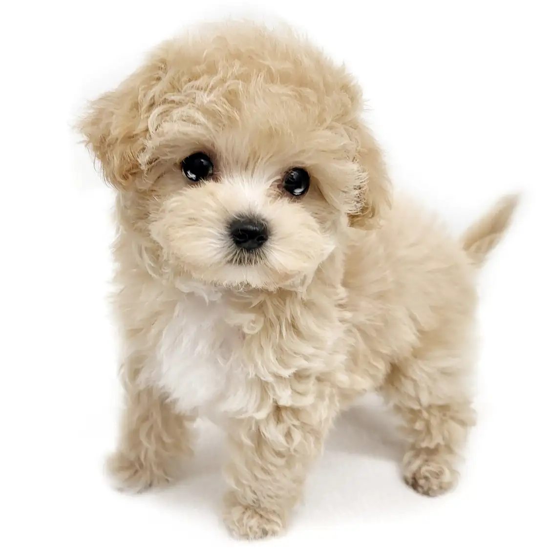 MIX（マルチーズ×トイプードル）