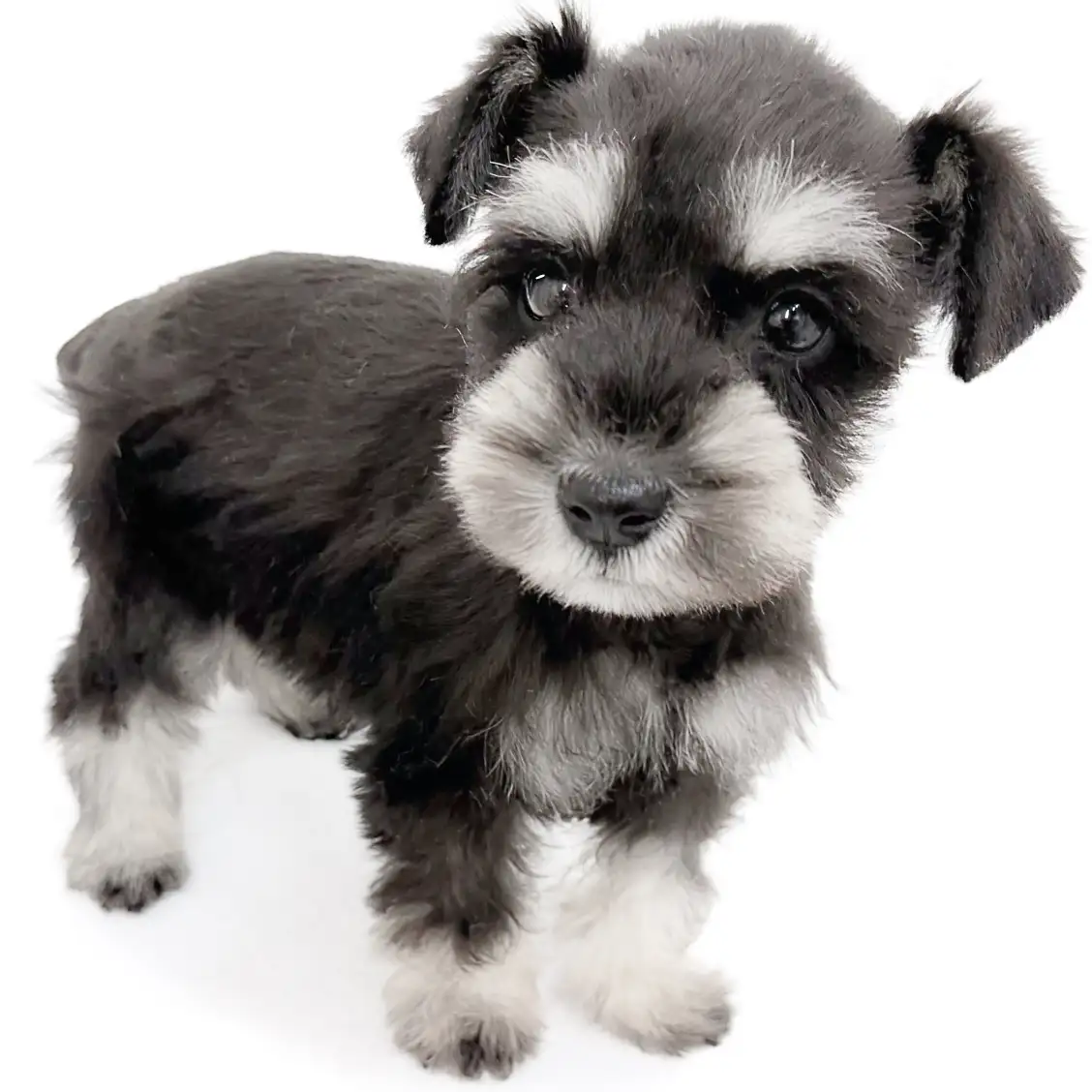 ミニチュア・シュナウザー