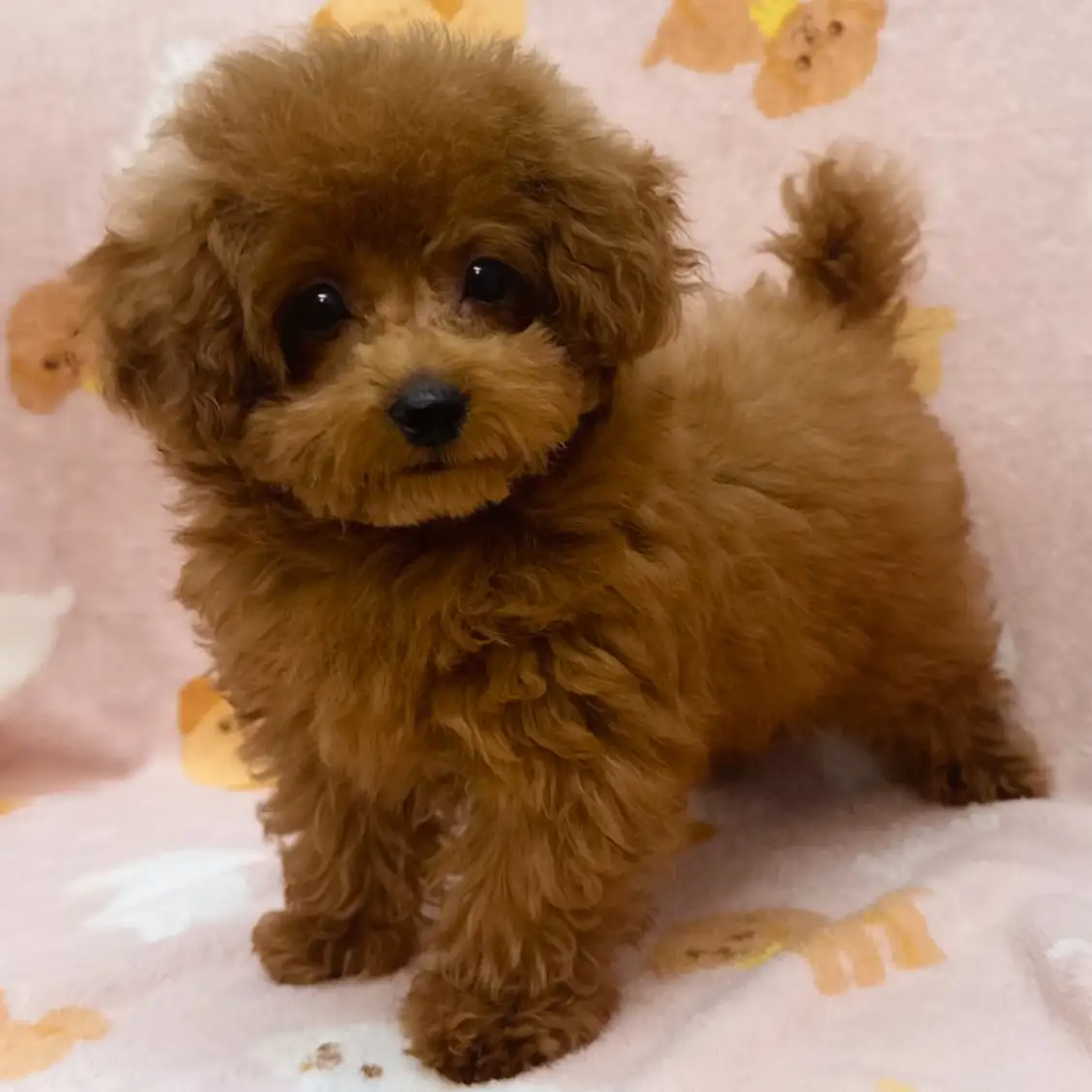 トイ・プードル