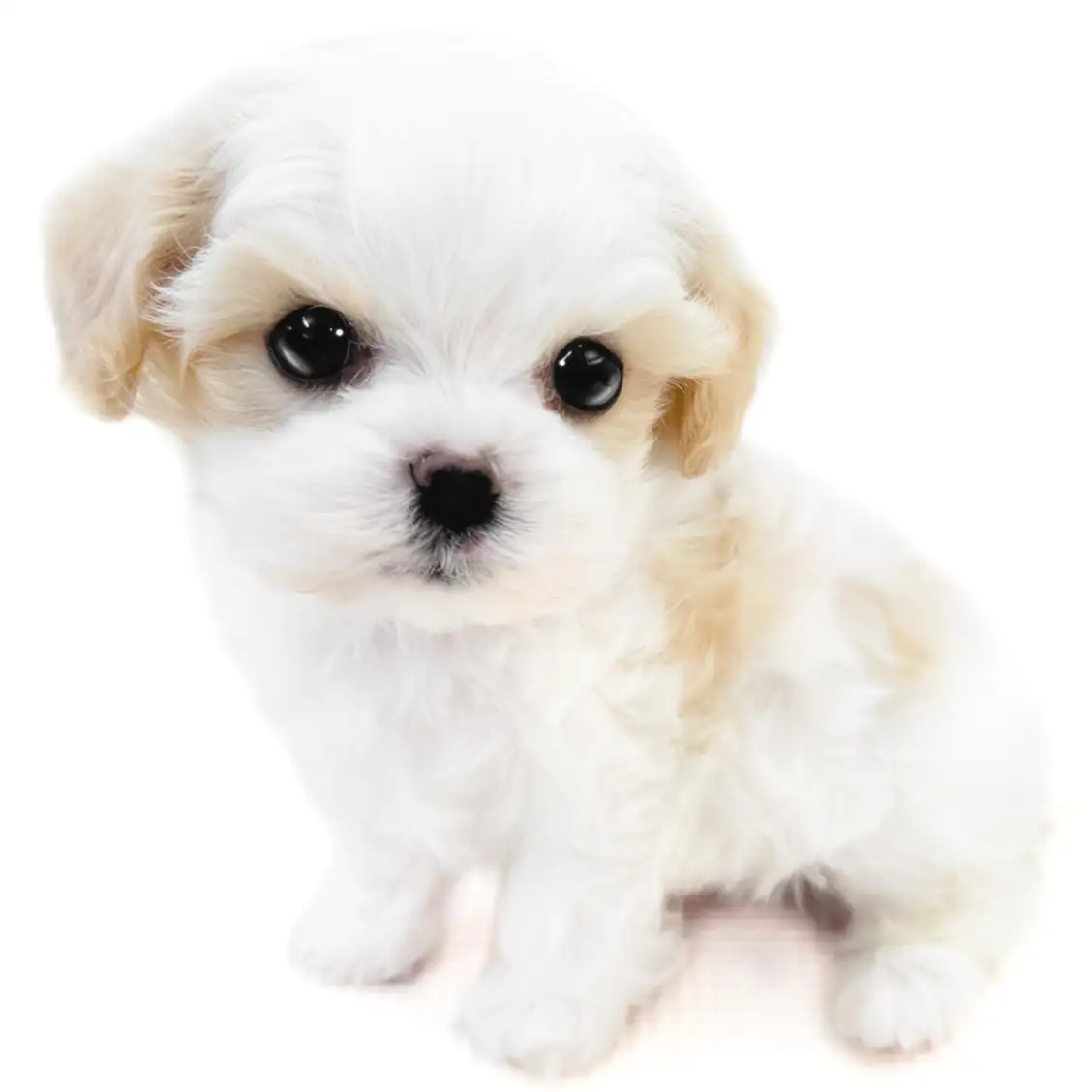 MIX(キャバリアキングチャールズスパニエル×マルチーズ)