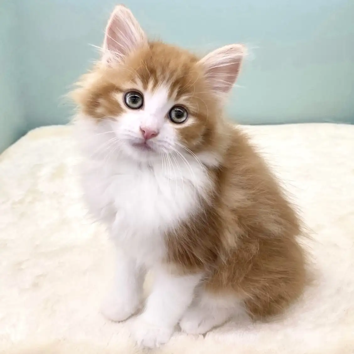 ノルウェージャンフォレストキャット