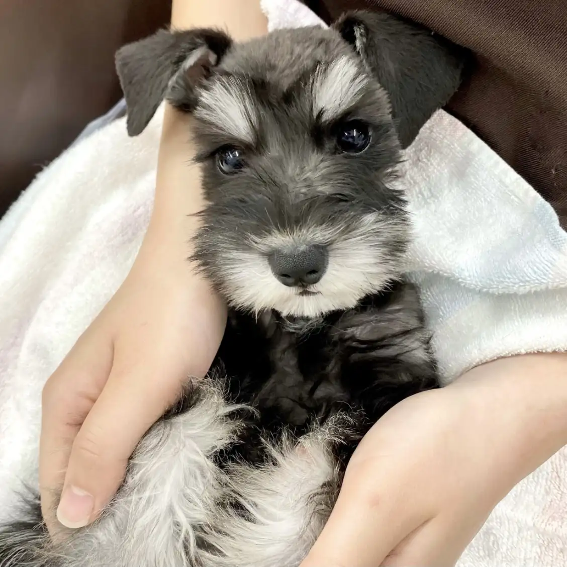 ミニチュア・シュナウザー