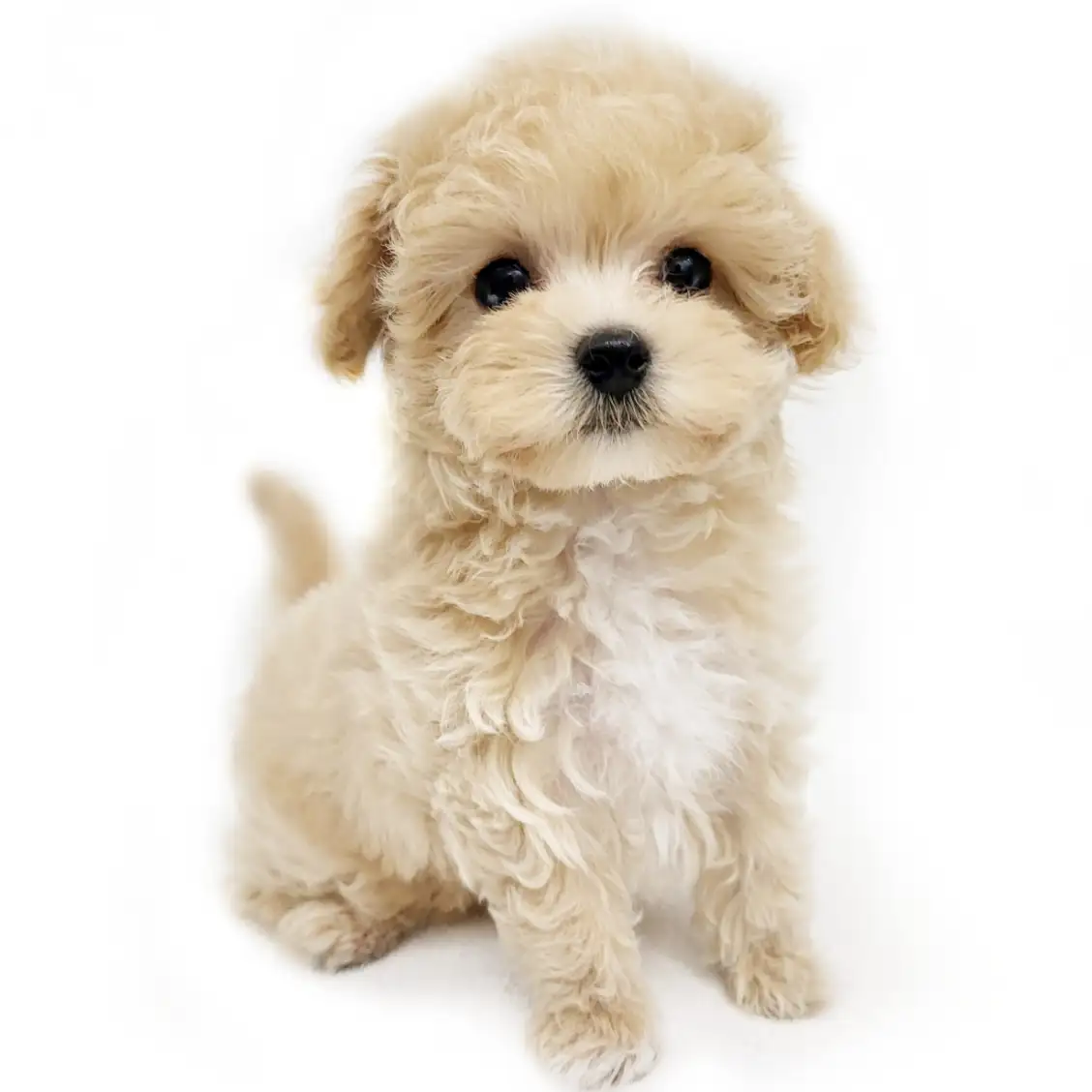 MIX（マルチーズ×トイプードル）