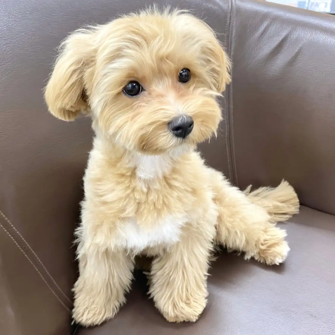 MIX（トイプードル×マルチーズ）