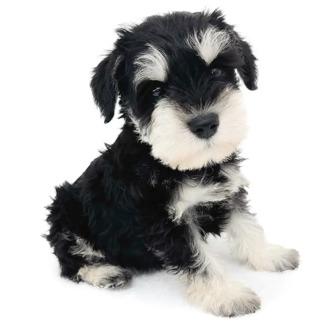 ミニチュア・シュナウザー