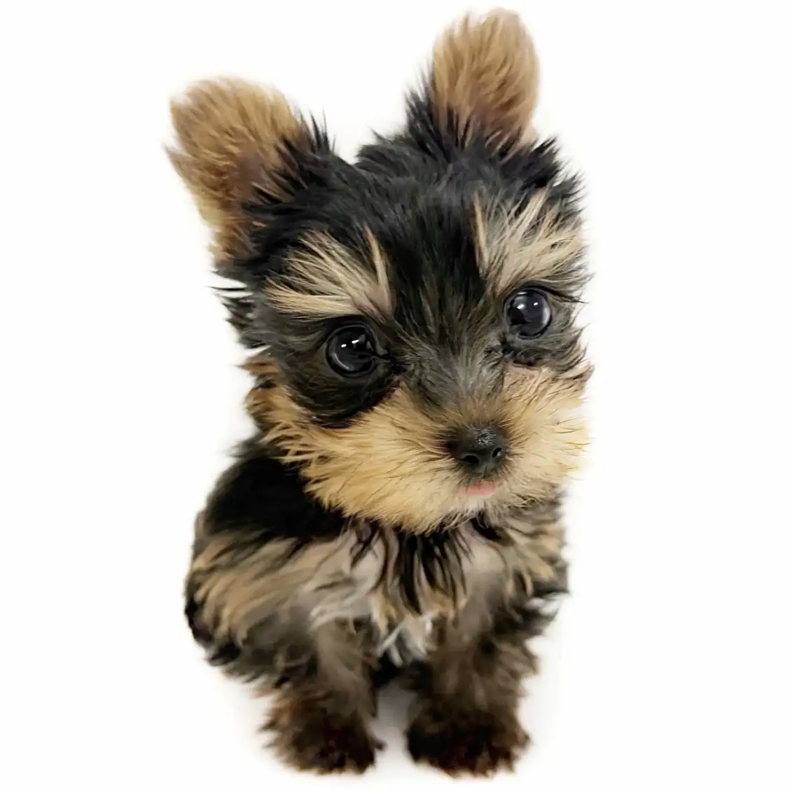 ヨークシャーテリア