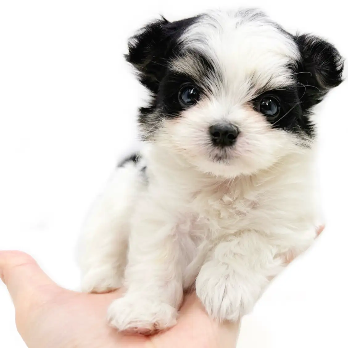 MIX（チワワ×マルチーズ）