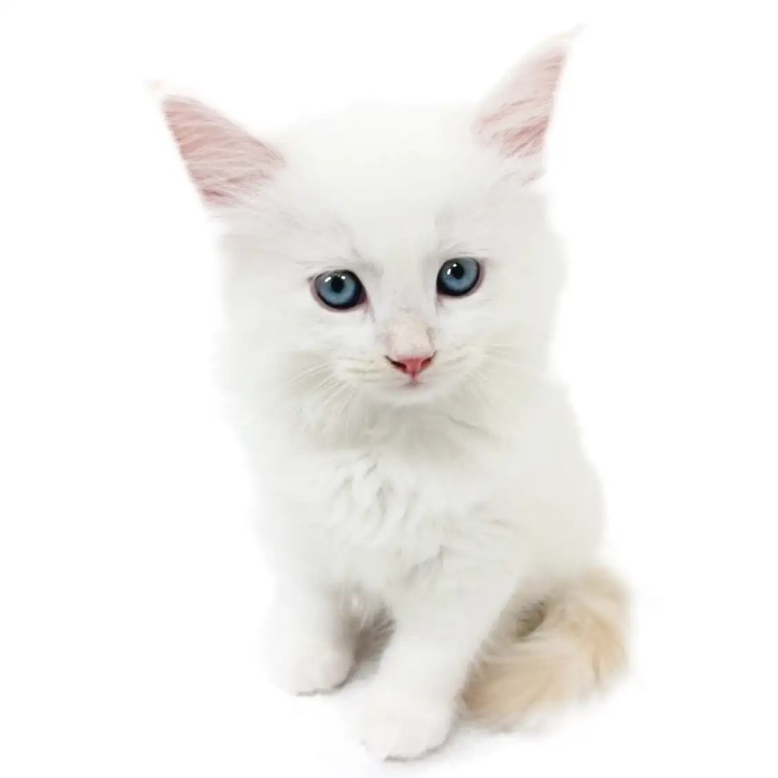 ネヴァマスカレード