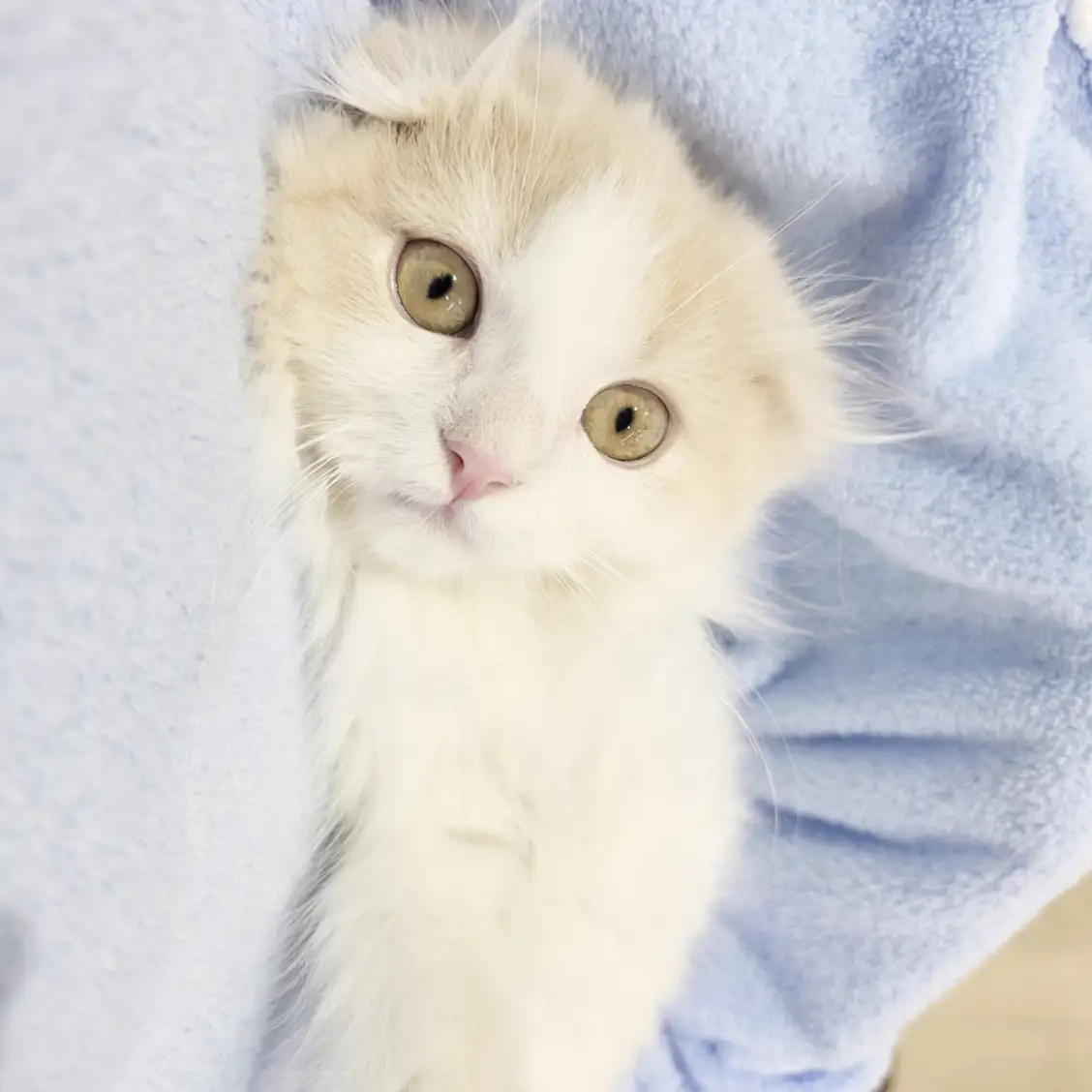 スコティッシュフォールド