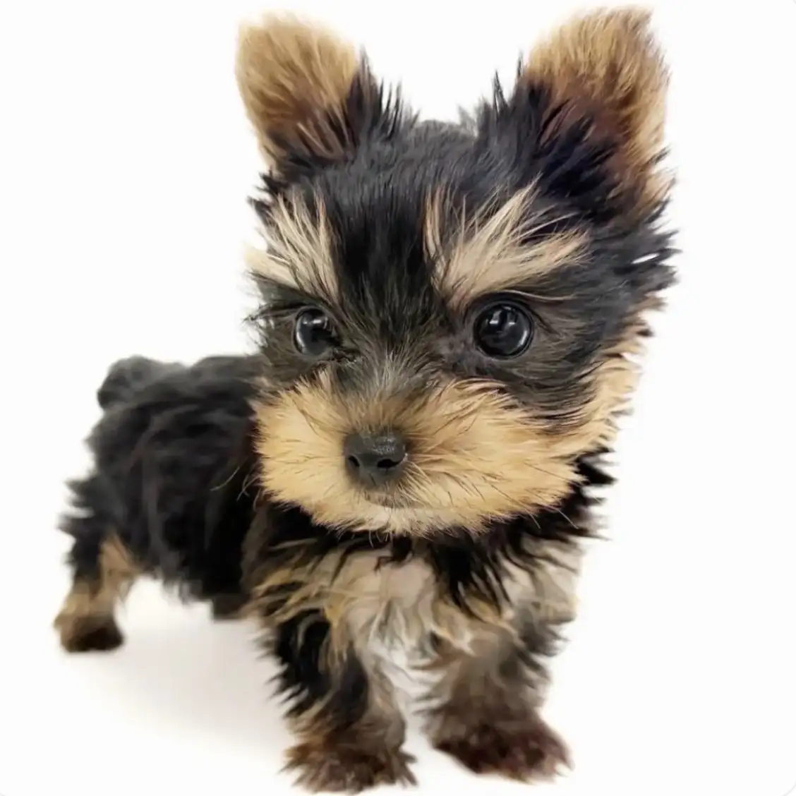 ヨークシャーテリア