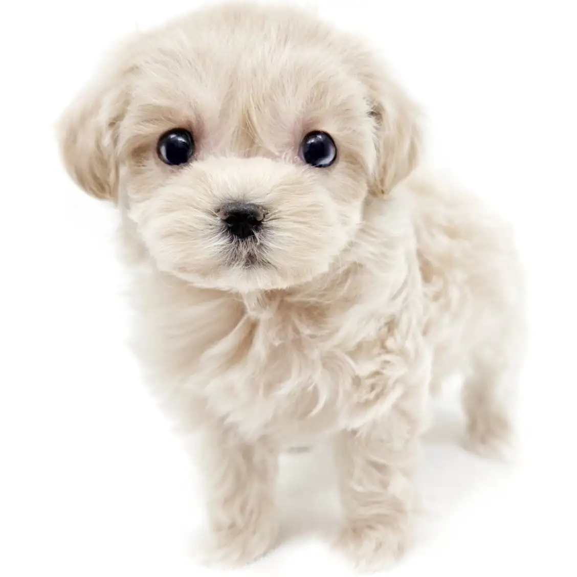 MIX（マルチーズ×トイプードル）