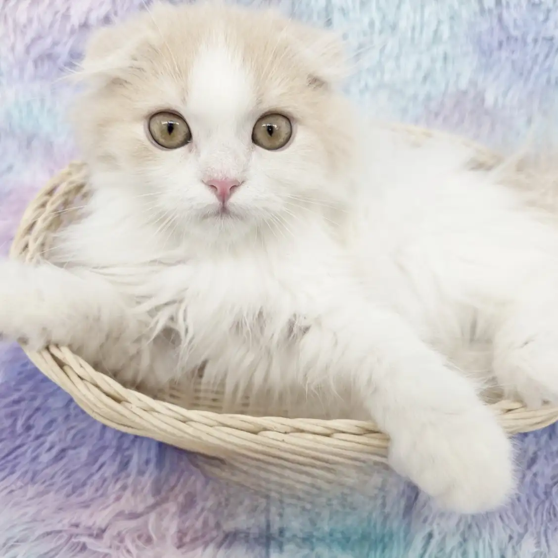 スコティッシュフォールド