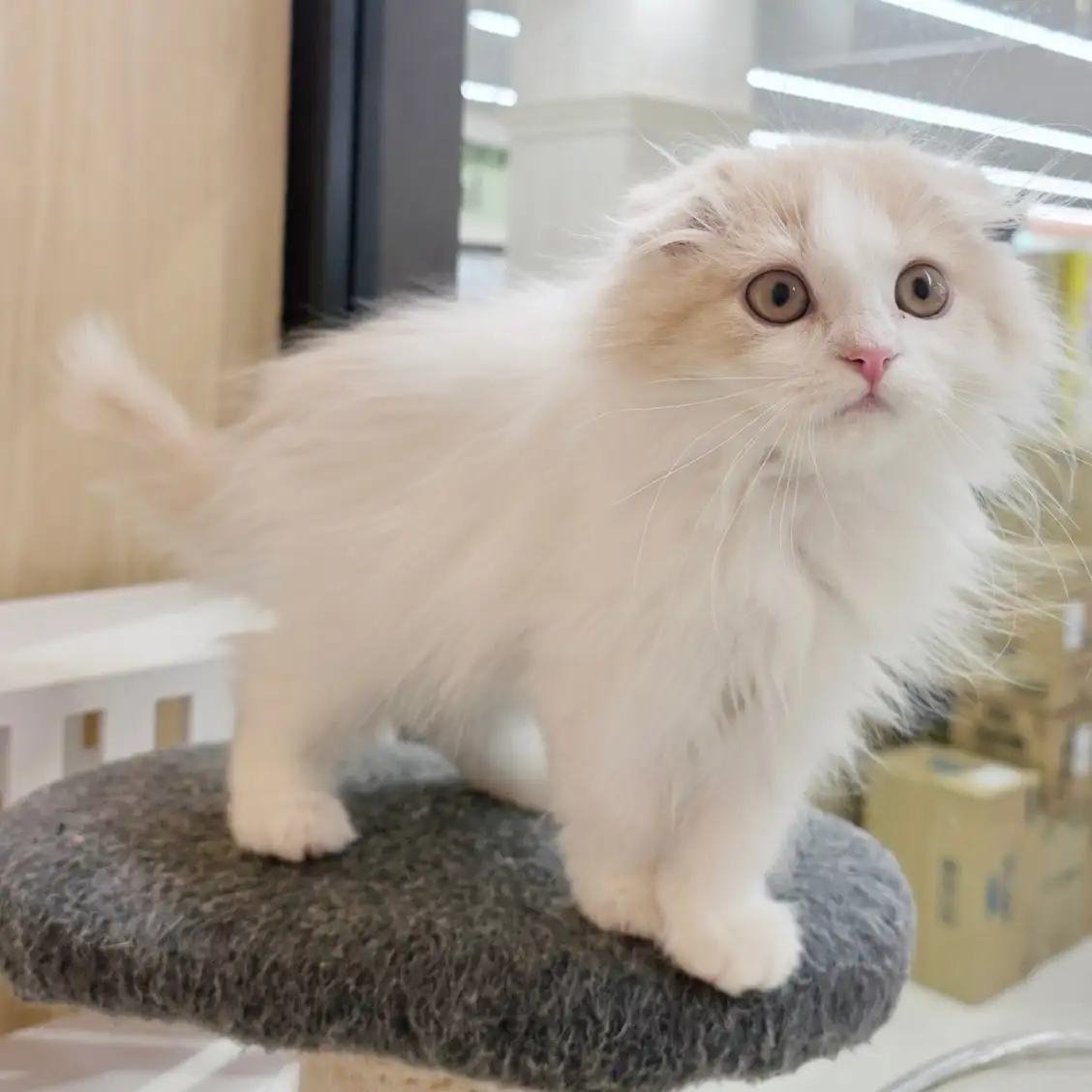 スコティッシュフォールド