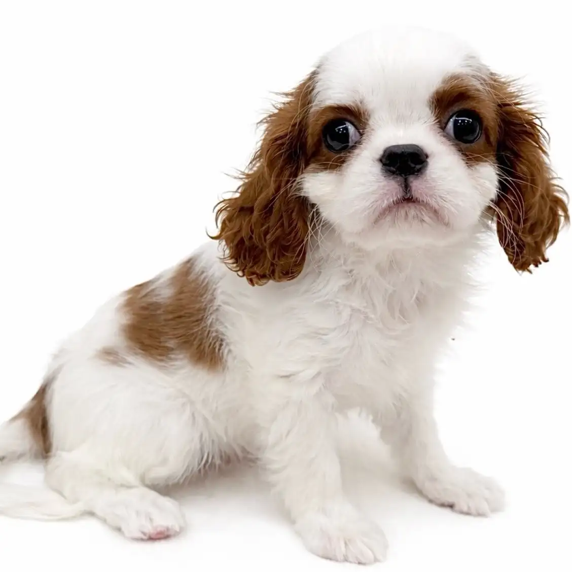 キャバリア・キングチャールズ・スパニエル