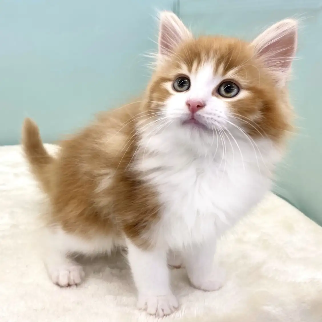 ノルウェージャンフォレストキャット