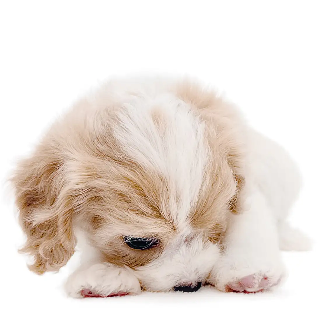 MIX（キャバリアキングチャールズスパニエル×ビションフリーゼ）