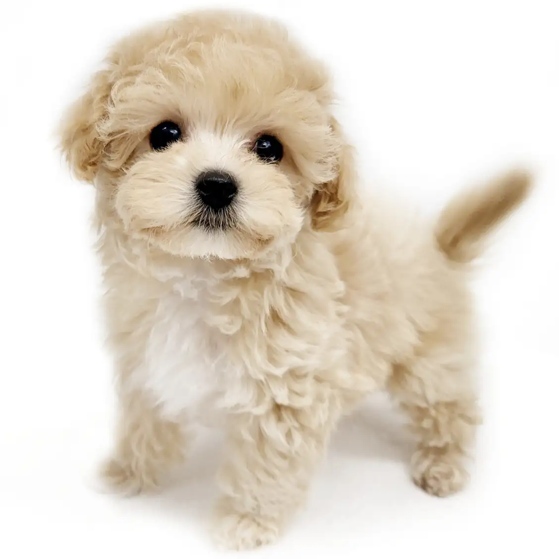 MIX（マルチーズ×トイプードル）