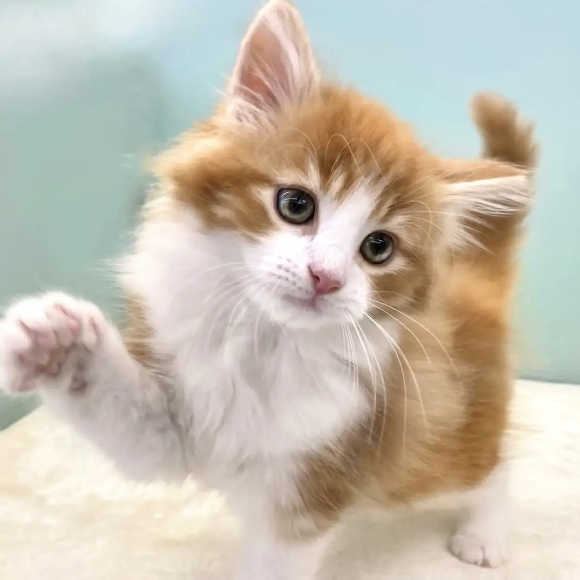 ノルウェージャンフォレストキャット