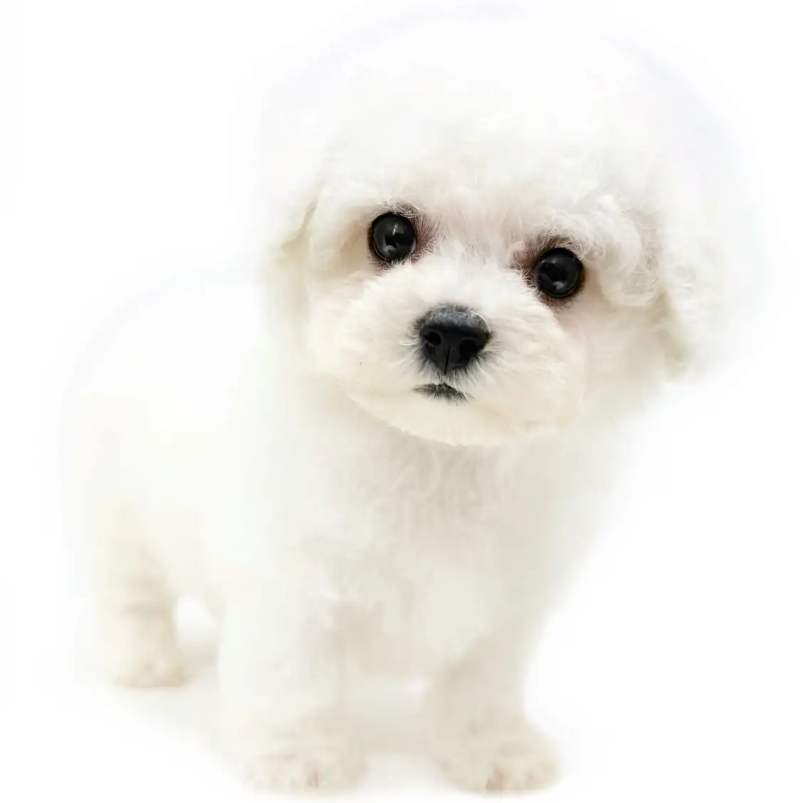 ビションフリーゼ