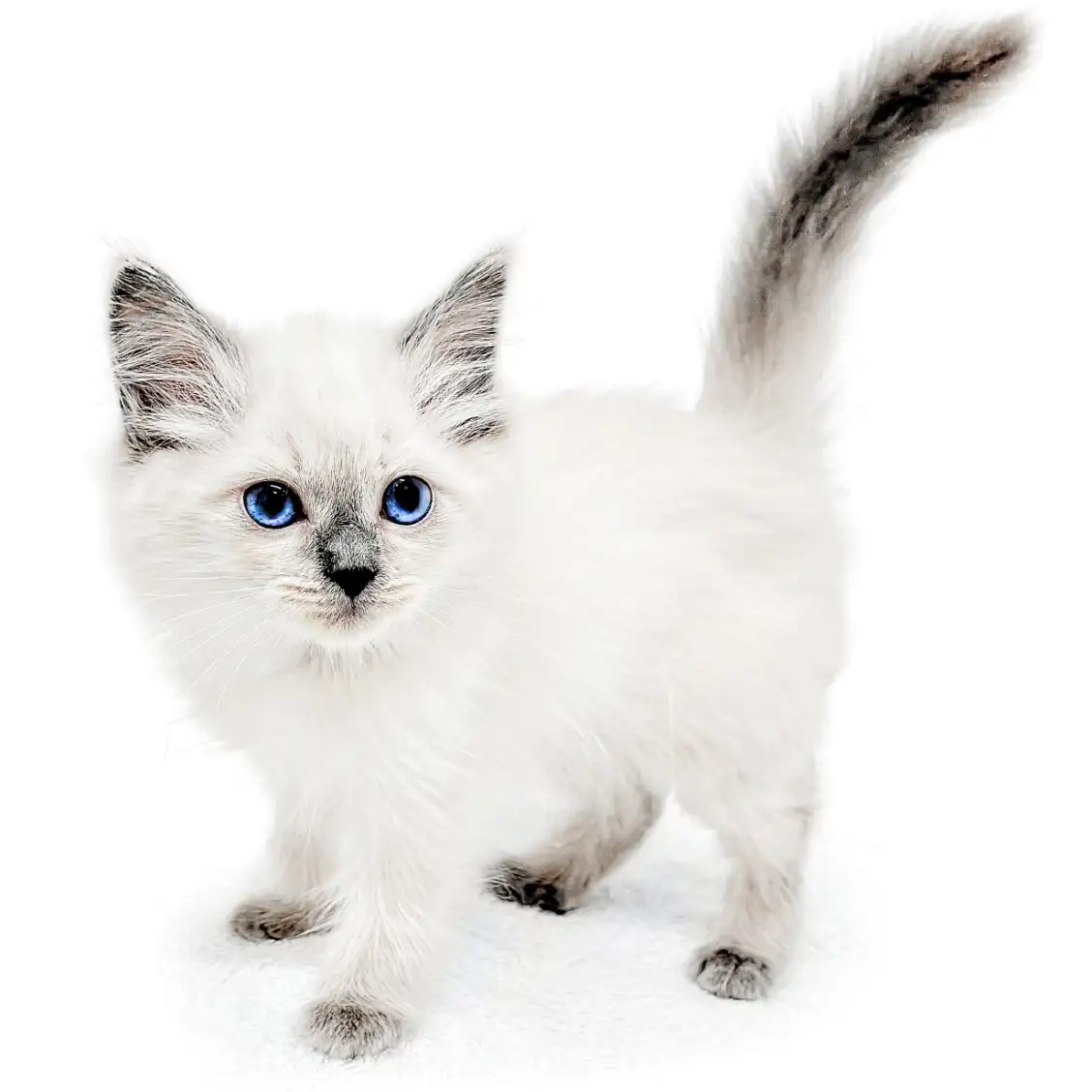 ネヴァマスカレード