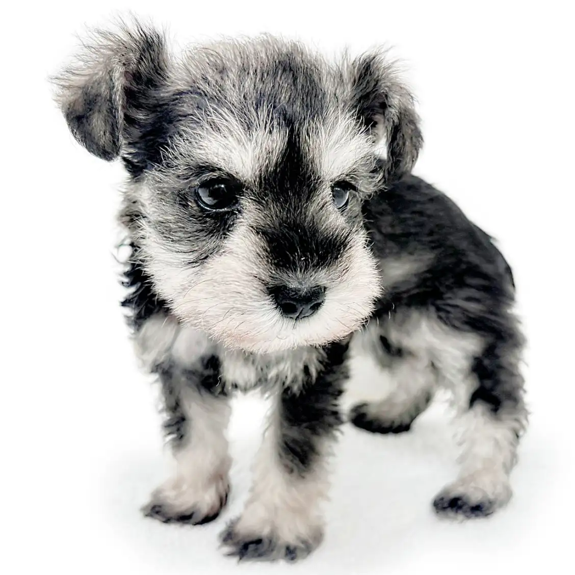 ミニチュア・シュナウザー