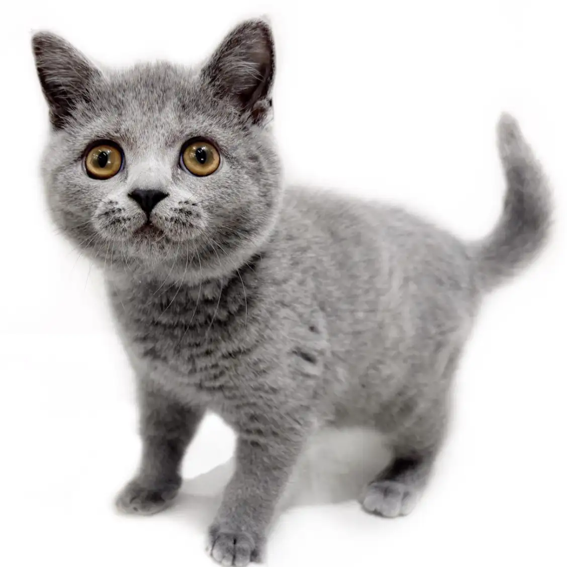 ブリティッシュショートヘア